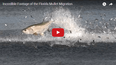 2015 MULLET RUN FOOTAGE [VIDEO] by BlacktipH