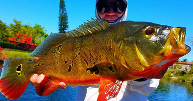 What is the best lure for peacock bass