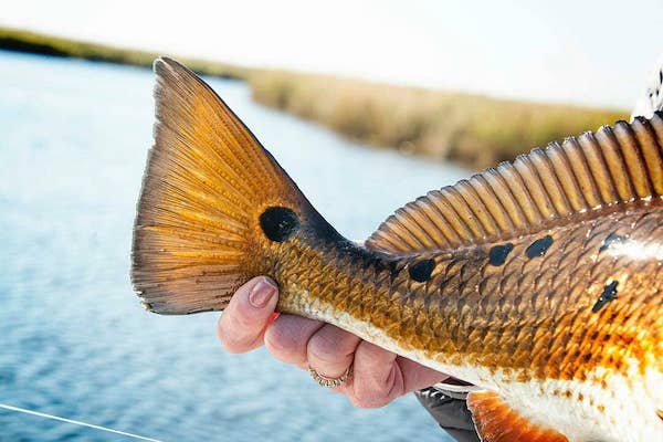 https://www.southernfinapparel.com/cdn/shop/articles/fishing-for-redfish-in-florida_805ce59c-f8e2-4c98-a90b-eca0ba724747_600x.jpg?v=1586457090